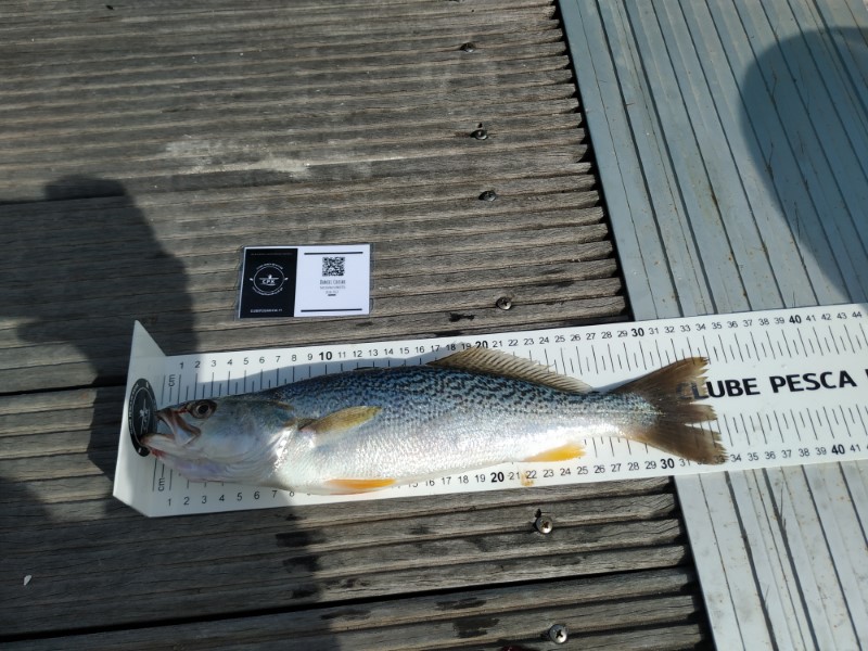 Fish Measure Picture